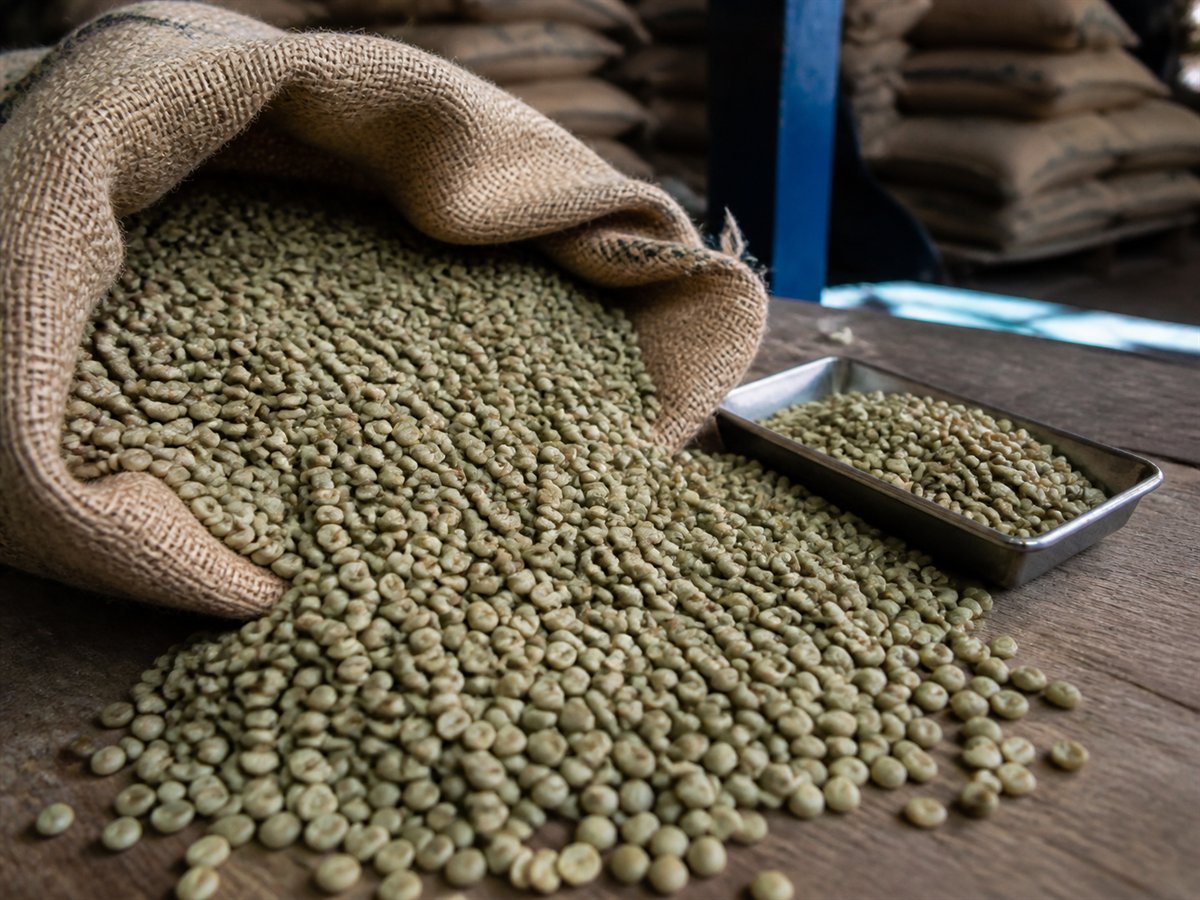 Gayo Arabica green coffee beans