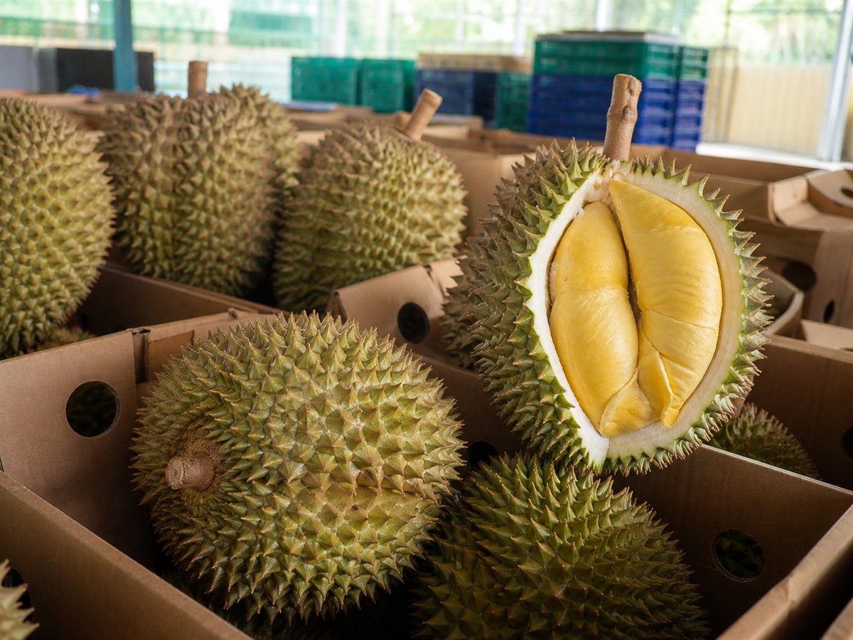 Fresh whole durian selected for export